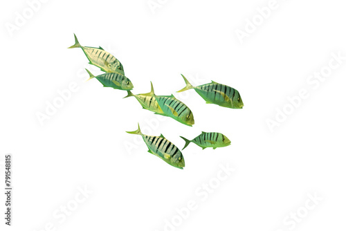 Close-up of an image of a school of sea fish isolated on a transparent background png file.