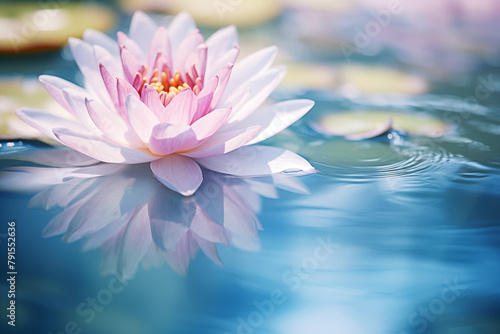 Lotus in pond, close up, pink bloom, water droplets, water lily