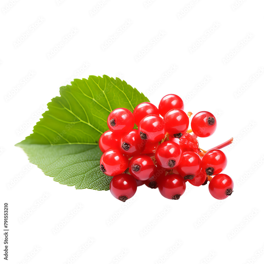 Tasty Nannyberry Isolated On White Backgorund Tasty Nannyberry Isolated On White Backgorund