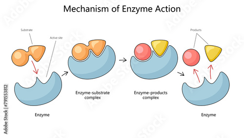 Fotografija Human mechanism of enzyme action with substrate and product complexes diagram hand drawn schematic raster illustration