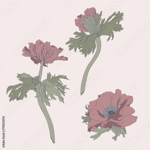 Set beautiful simple colored line flowers. Floral design collection for your greeting cards, invitation, holidays, wedding. Hand drawn illustration  Anemone in vintage style.