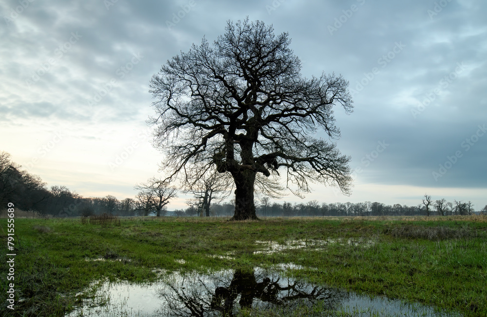 Landscape in the park. Old trees. Landscape in the park. Old trees.