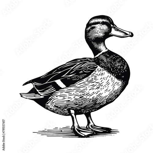 duck engraving black and white outline