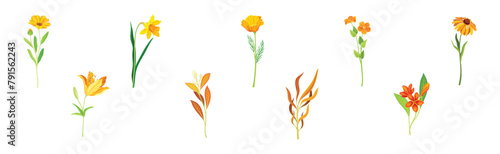 Beautiful Orange Flower and Blossom on Stem Vector Set