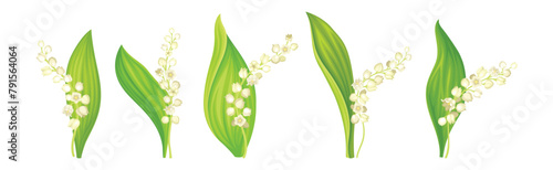 Lily of the Valley Flower on Green Stem with Leaf Vector Set