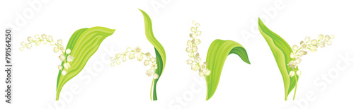 Lily of the Valley Flower on Green Stem with Leaf Vector Set