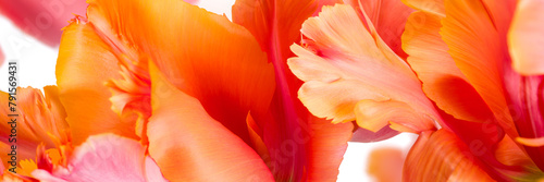 Abstract macro photo of a parrot tulip flower petals. Floral banner. Abstract floral background.