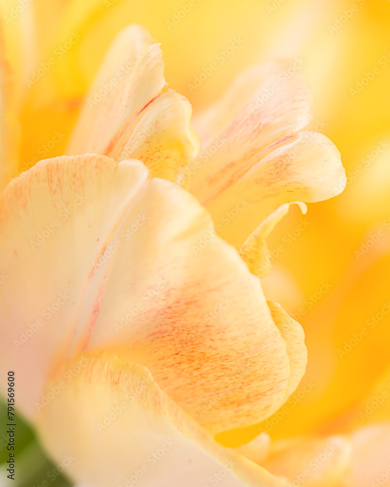 Floral abstract background. Macro shot of the petals of a yellow tulip. Extreme tulip close up.