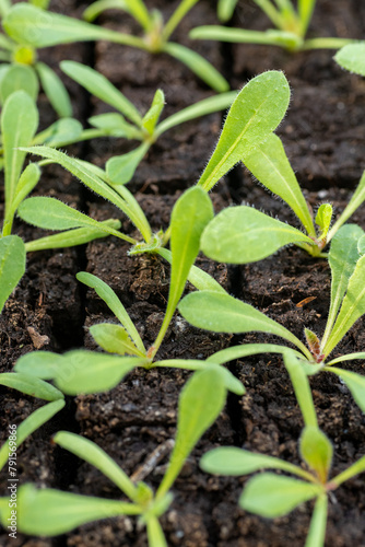 Statice seedlings in soil blocks. Soil blocking is a seed starting technique that relies on planting seeds in cubes of soil rather than cell trays or pots.