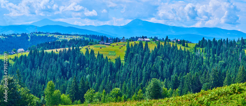 Panorama of the forest against the Chornohora Mountain Range, Carpathians, Ukraine