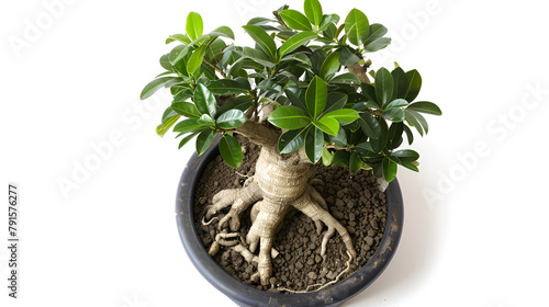 Ficus microcarpa,generative ai