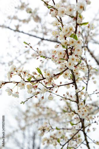 Branch of plum tree full in white blossom in spring in April in Latvia photo