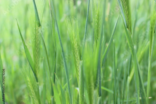 Wild barley (Hordeum leporinum)