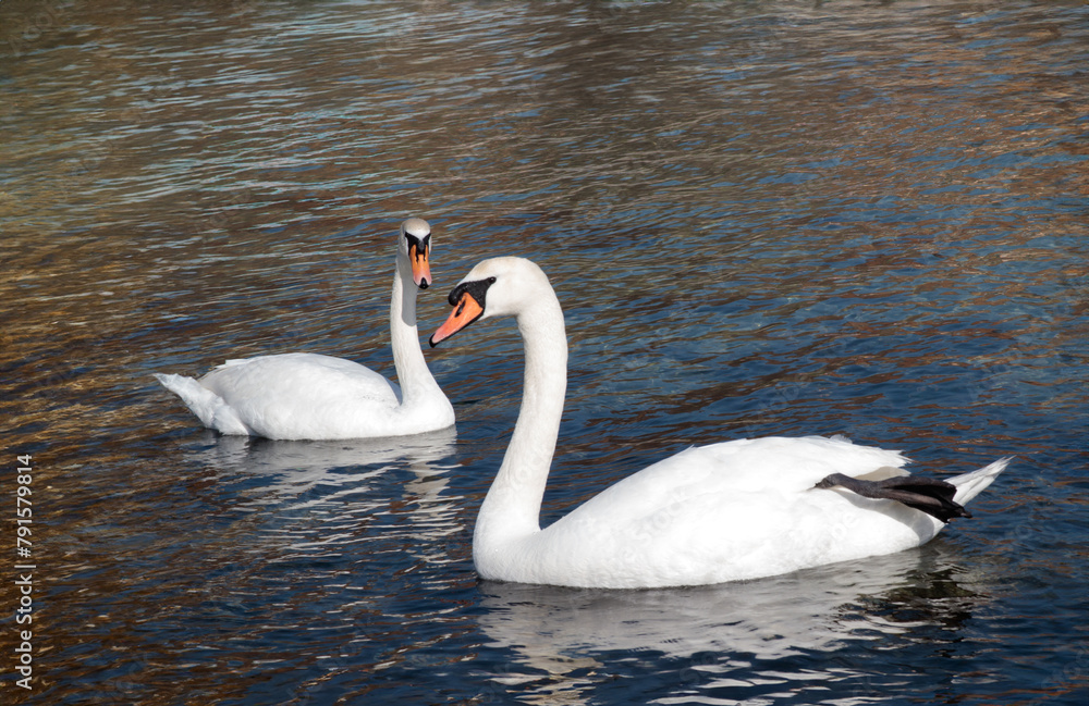 The mute swan (Cygnus olor), birds swim near the Black Sea coast The mute swan (Cygnus olor), birds swim near the Black Sea coast