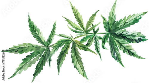 Cannabis A green branch Cannabis indica Marijuana med