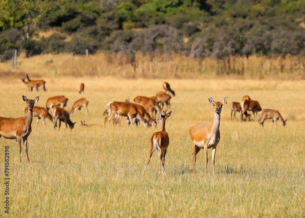 A herd of red deer grazing on a field of yellow grass, autumn on a farm A herd of red deer grazing on a field of yellow grass, autumn on a farm