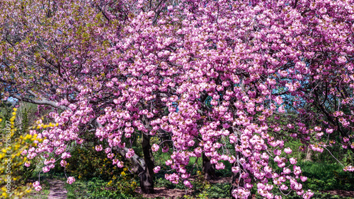 Japanese sakura tree blooming with pink flowers in the garden in spring, Ukraine