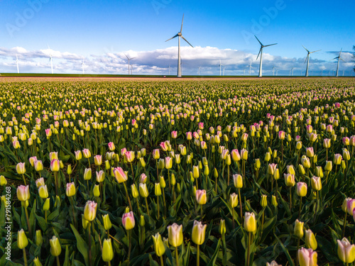 A vast field painted with a mesmerizing blend of yellow and pink tulips under the vibrant Spring sun, creating a breathtaking scene of natural beauty photo