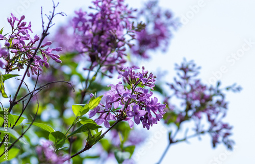 Branch of blooming lilac against the background of a cloudy sky in spring in the garden, Ukraine