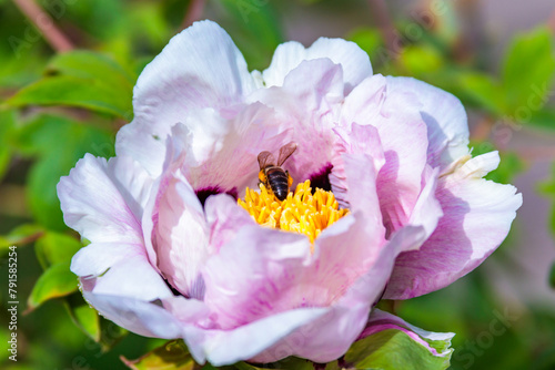 Honey bee collecting pollen on a tree peony flower in spring in the garden