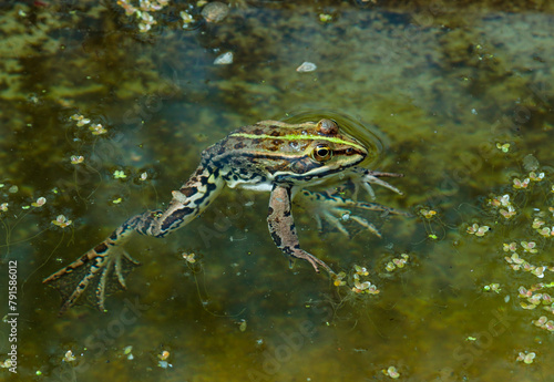 A lake frog (Pelophylax shqipericus) swims in a pond on the surface of the water in spring, Ukraine