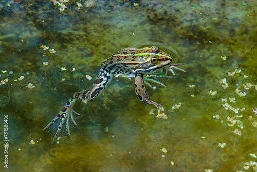 A lake frog (Pelophylax shqipericus) swims in a pond on the surface of the water in spring, Ukraine