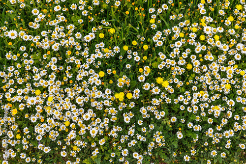 Top-down view of a dense field of wild daisy flowers interspersed with yellow blooms.