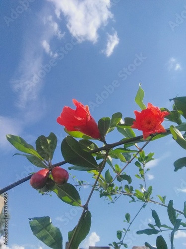 red rose against blue sky