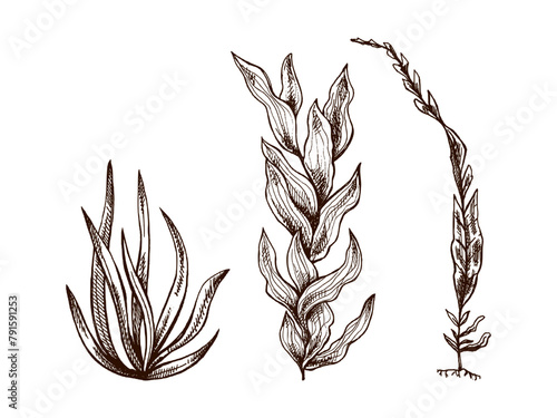Hand-drawn marine set, seaweed collection. Black and white vector sketch of underwater sea weed, laminaria spirulina seaweed icon. Engraved water element. Sea collection.