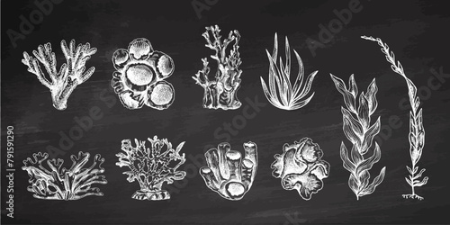 Hand-drawn various corals and  seaweed  vector collection. Sketch illustration of various on chalkboard background. Collection for stickers. Engraved water element.