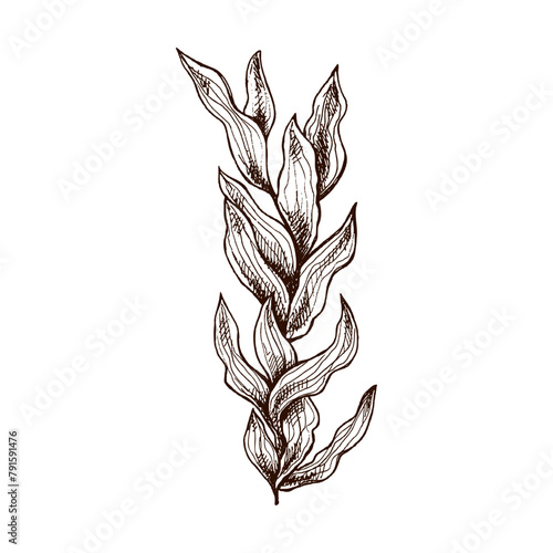 Hand-drawn sketch of underwater sea weed, laminaria spirulina seaweed icon. Engraved water element. Ocean doodle vector illustration. Sea collection.