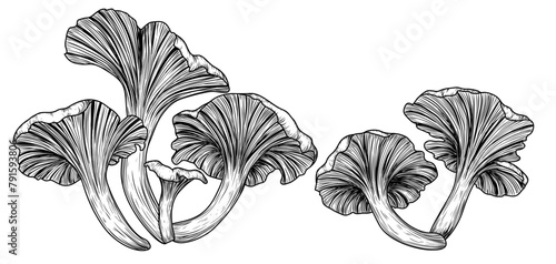Vector illustration of chanterelle mushrooms in engraving style