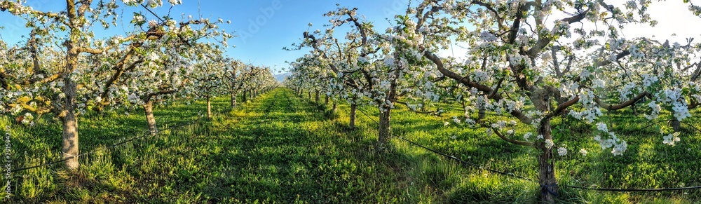 blossoming apple orchard, panorama, morning shot blossoming apple orchard, panorama, morning shot