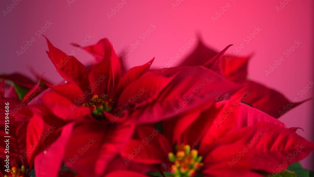 Poinsettia Christmas flower plant rotating, close up. Euphorbia Pulcherrima, or Nochebuena. Christmas Star flower over red background. Poinsettia Christmas flower plant rotating, close up. Euphorbia Pulcherrima, or Nochebuena. Christmas Star flower over red background.
