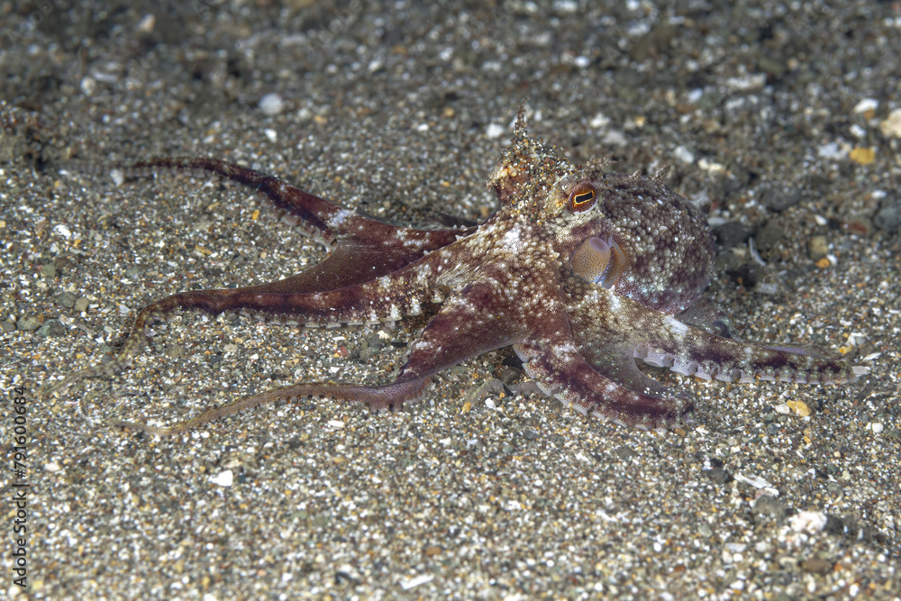 Camouflaged octopus blending into the ocean floor Camouflaged octopus blending into the ocean floor