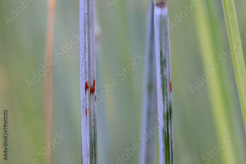 Black stem rust Puccinia graminis infection on a cereal stem. photo