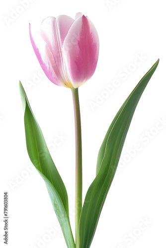 Tulip flower in transparent background