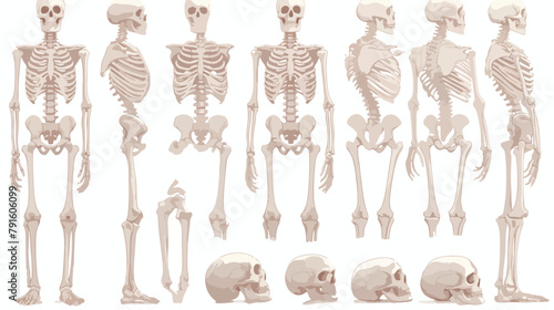 Human bones 3d realistic skeleton silhouette collec