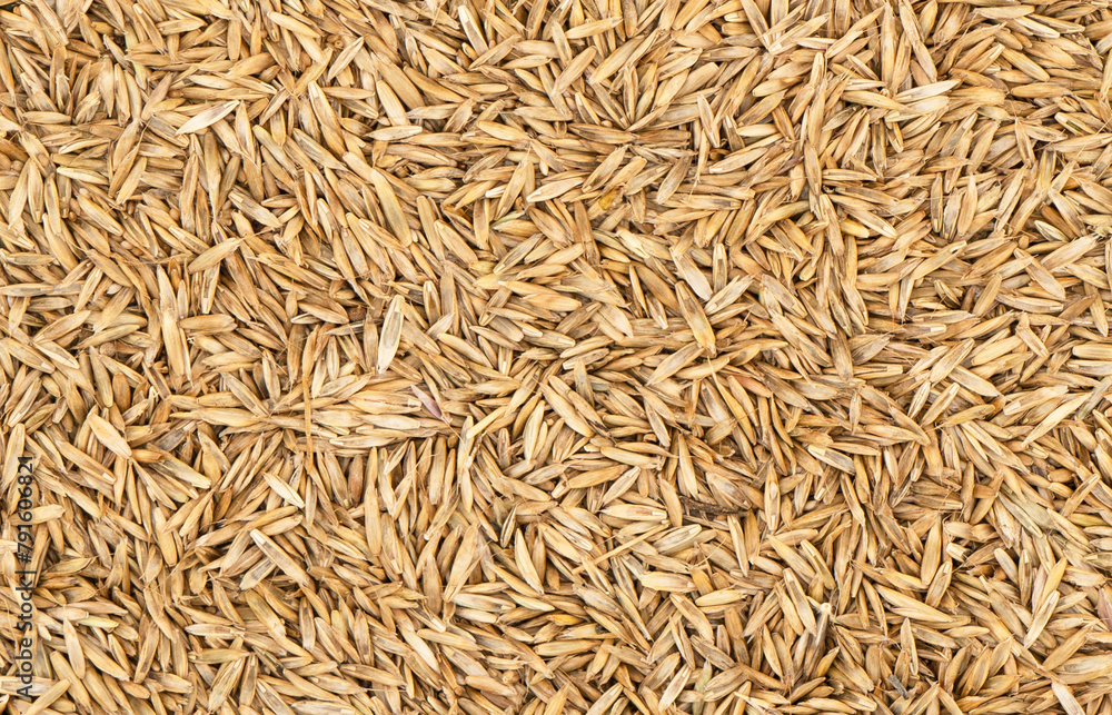 Fototapeta premium Lawn grass seed background texture top view. Dry lawn grass seeds. Pile of lawn grass seeds.