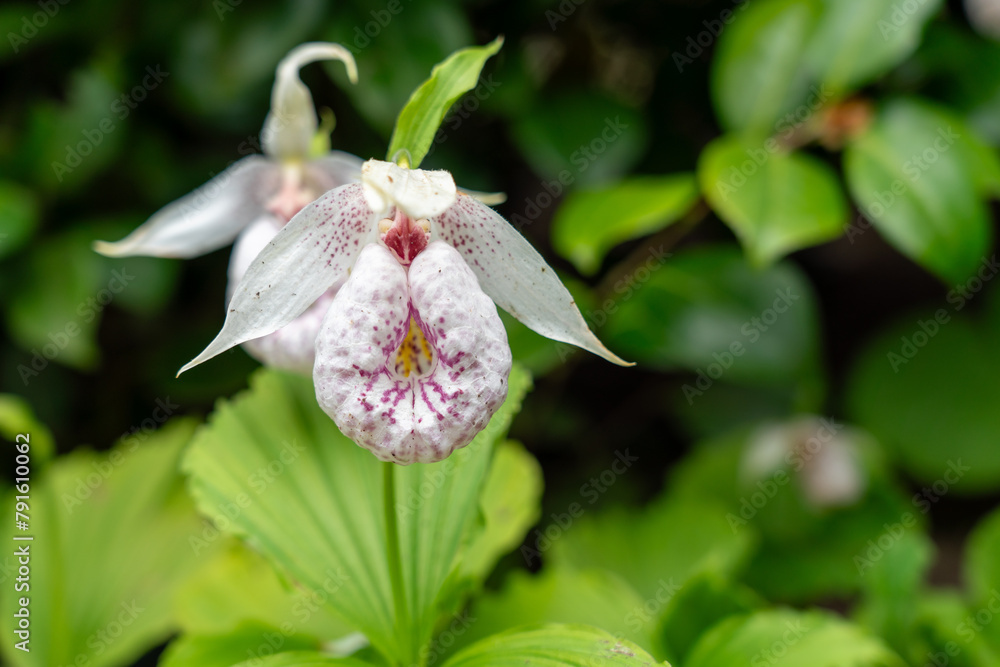 White Cypripedium formosanum japonicum - one of the orchid types in the Les Jardins d’Étretat is blooming during spring. White Cypripedium formosanum japonicum - one of the orchid types in the Les Jardins d’Étretat is blooming during spring.