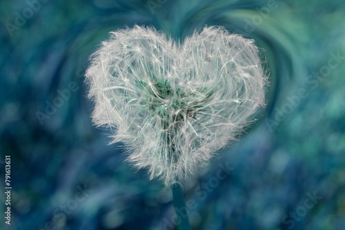 heart dandelion in the meadow