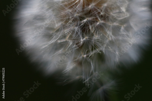 dandelion seed head