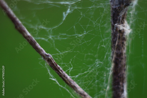 spider on a web