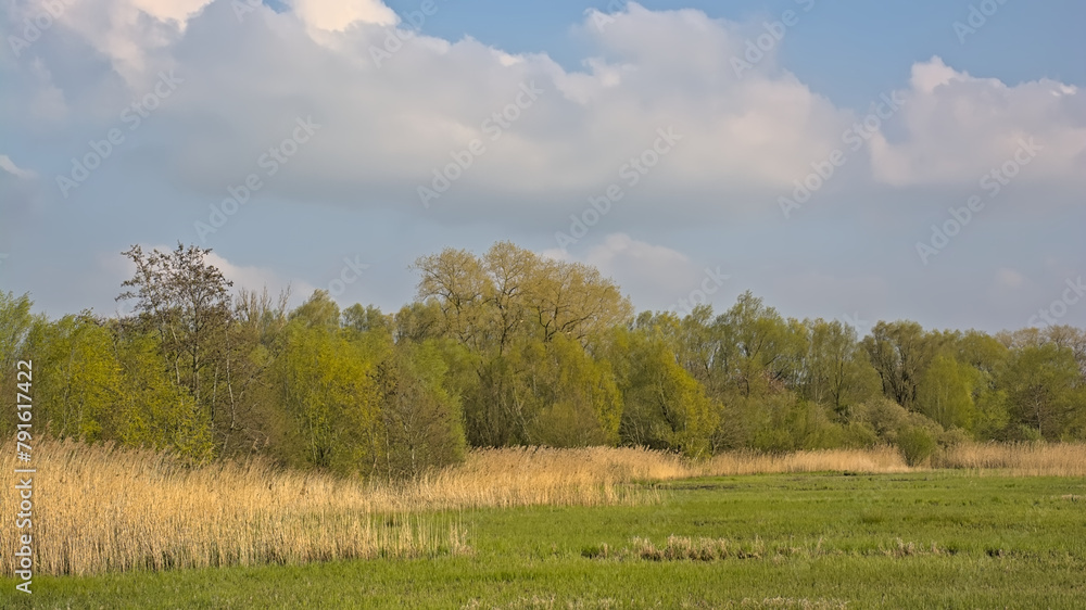 Summer landscape in the marsh of Bourgoyen nature reserve, Ghent, Flanders, Belgium Summer landscape in the marsh of Bourgoyen nature reserve, Ghent, Flanders, Belgium