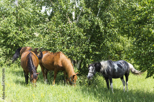 Grey and brown horses are eating fresh grass at the edge of the forest