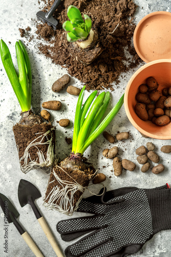 Hyacinth bulbs in the process of transplanting into a pot. The process of planting seedlings of spring flowers. Top view of the home garden Home gardening	