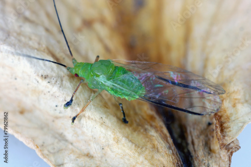 High magnification, macro photo of a beautiful green aphid.