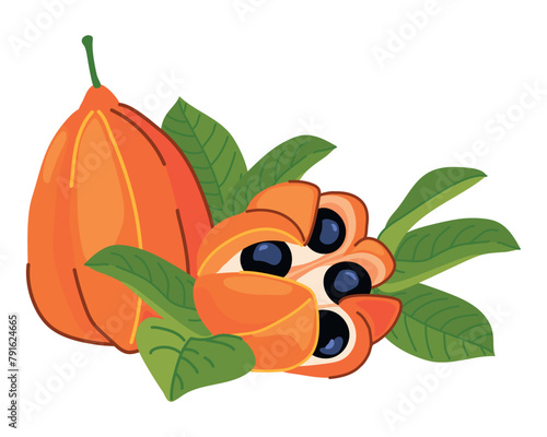 Ackee (Blighia sapida, ackee). Tropical fruits are the national symbol of Jamaica. Vector illustration in flat style.