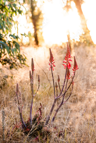 Orange Blooming Aloe Succotrina plant photo