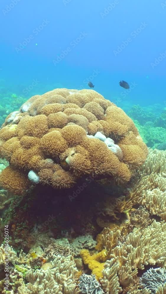 Tropical sea and coral reef. Underwater Fish and Coral Garden. Underwater sea fish. Tropical reef marine. Colourful underwater seascape. Philippines. Tropical sea and coral reef. Underwater Fish and Coral Garden. Underwater sea fish. Tropical reef marine. Colourful underwater seascape. Philippines.
